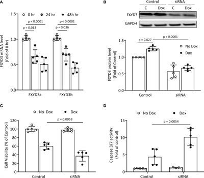 Displacement of Native FXYD Protein From Na+/K+-ATPase With Novel FXYD Peptide Derivatives: Effects on Doxorubicin Cytotoxicity